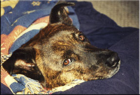 Sonya's Dog